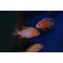 Aulonocara fire Fish  3 - 4 cm