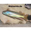 Champsochromis caeruleus 10 - 14 cm