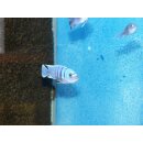 Cynotilapia afra white top Galileya Reef WFNZ 3 - 4 cm