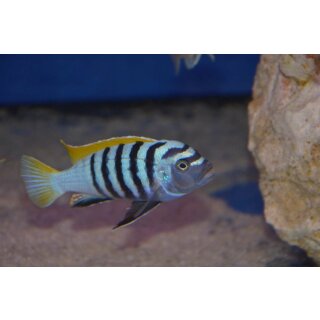 Cynotilapia afra jalo reef WFNZ 3,5 - 4 cm