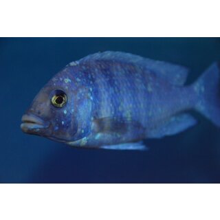 Placidochromis phenochilus Tansania 4 - 5 cm WFNZ