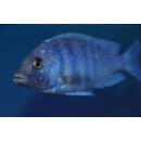 Placidochromis phenochilus Tansania 4 - 5 cm WFNZ