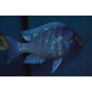 Placidochromis phenochilus Tansania 4 - 5 cm WFNZ