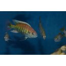 Haplochromis Nyereri red head 3 - 4 cm