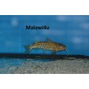 Synodontis njassae WF 8 - 10 cm ( SELTEN )