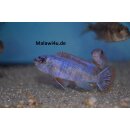 Labeotropheus  trewavasae Marmelade cat 4 - 5 cm