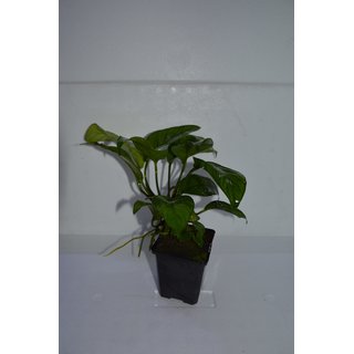 Anubias heterophylla Mutterpflanze