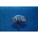 Cynotilapia afra withe top likoma 3 - 4  cm