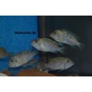 Metriaclima zebra dwarf Manda BB/OB 5 - 8 cm selten