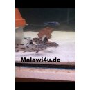 Synodontis polli withe 4 - 5 cm