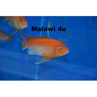 Labidochromis sp. hongi sunflower 3 - 4 cm