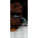 Metriaclima zebra tumbi west 4 - 5 cm